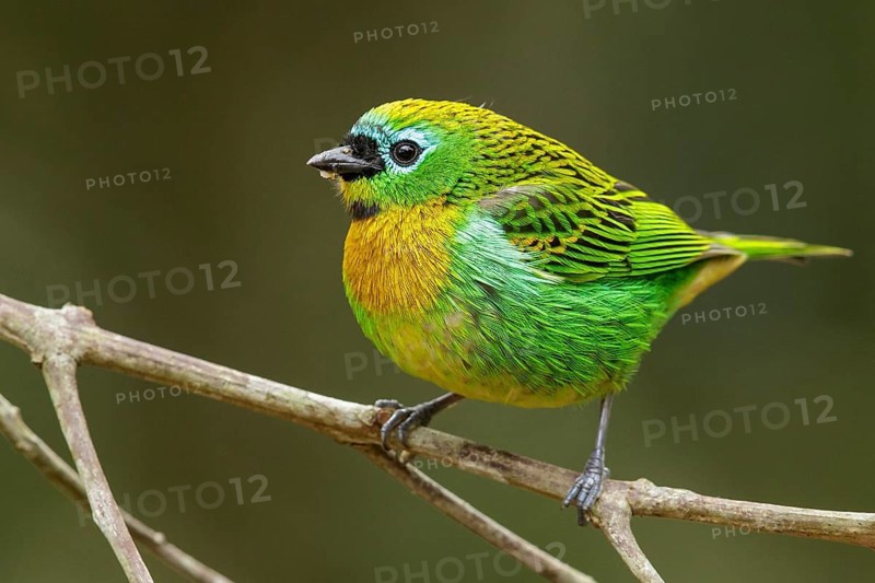 Brassy-breasted Tanager (Tangara desmaresti) perched on a branch in the Atlantic Rainforest Region of Brazil