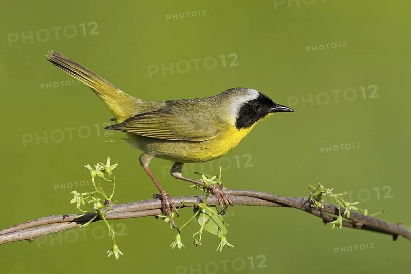 Common Yellowthroat (Geothlypis trichas), Maryland, USA