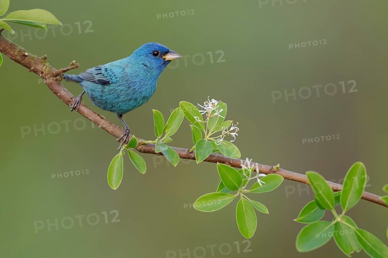 Indigo Bunting (Passerina cyanea) male perched on a twig, Texas, USA
