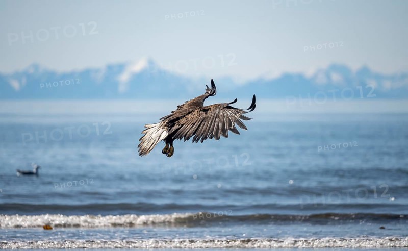 Bald eagle (Haliaeetus leucocephalus) in flight, Anchor Point at Cook Inlet, white mountain peaks of the Aleutian chain in the background, Anchor River State Recreation Area, Alaska, USA