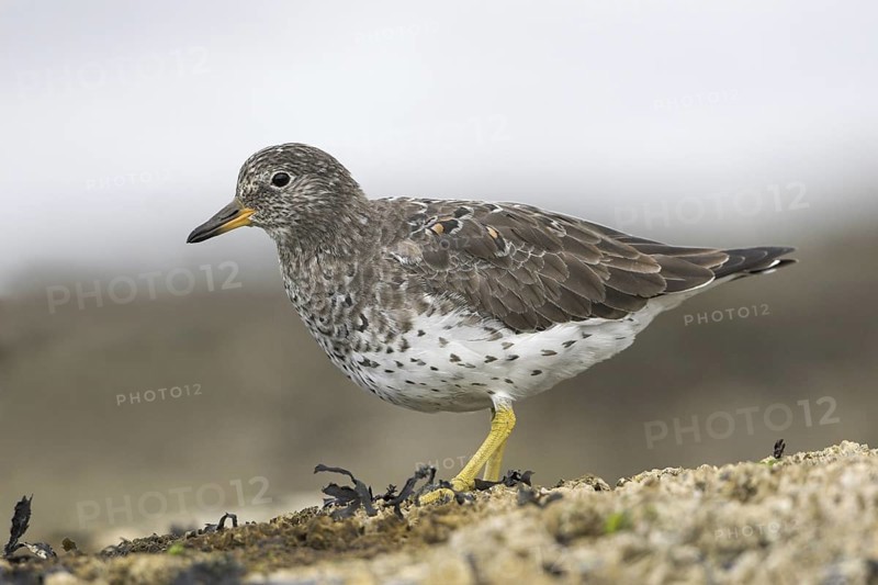 Surfbird (Calidris virgata), British Columbia, Canada