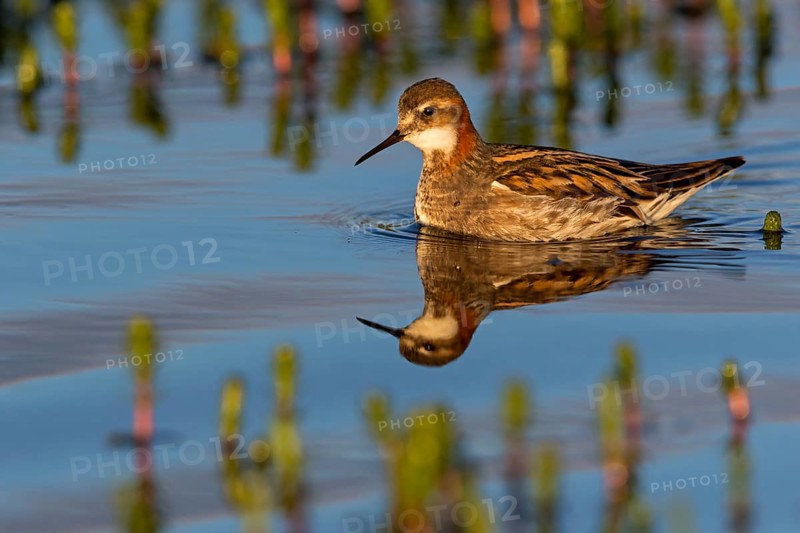 Odinshühnchen, Red-necked Phalarope, Northern Phalarope, Phalaropus lobatus, Phalarope à bec étroit, Falaropo Picofino