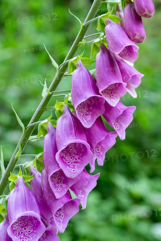 Purple flowers of a foxglove (Digitalis) against a green, natural background in the forest, North Rhine-Westphalia, Germany