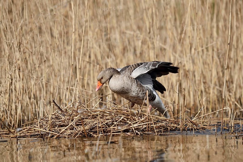 Greylag goose (Anser anser) on the nest in the reeds, North Rhine-Westphalia, Germany