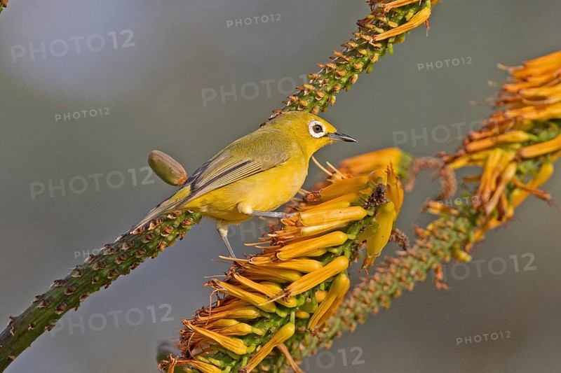 African Yellow White-eye (Zosterops senegalensis), South Africa