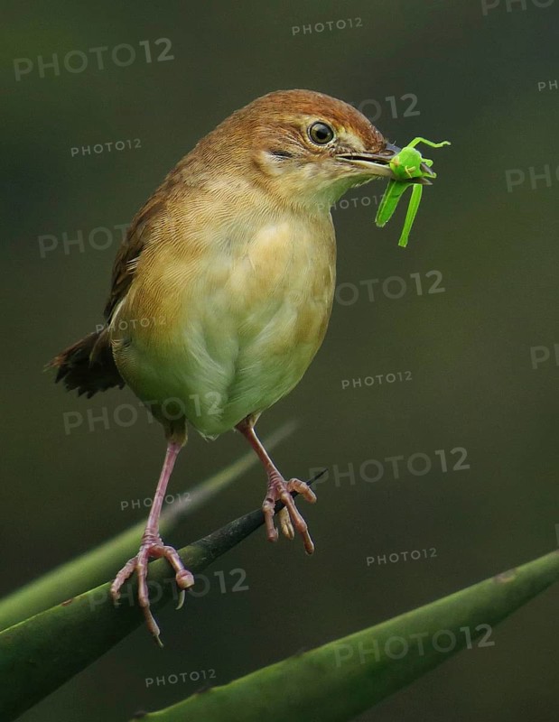 Broad-tailed Grassbird (Schoenicola platyurus) with insect in its beak, Maharashtra, India