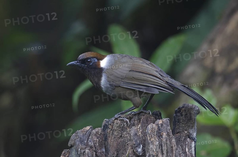 White-necked Laughingthrush (Garrulax strepitans) juvenile, Mae Wong, Thailand