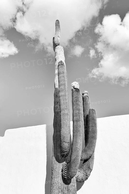 Giant cactus, former home of the artist, monochrome, Fundacion Cesar Manrique, Tahiche, Teguise, Lanzarote, Spain