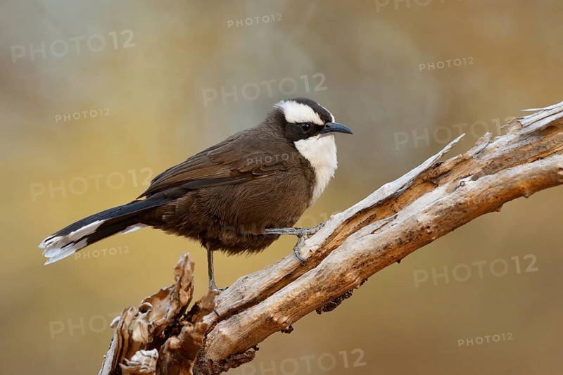 Hall's Babbler (Pomatostomus halli), Queensland, Australia