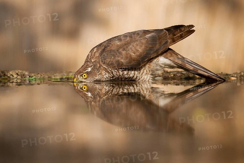 Eurasian Sparrowhawk (Accipiter nisus) female drinking at a waterhole, Subotica, Serbia