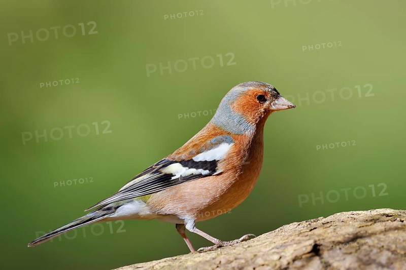 Chaffinch (Fringilla coelebs), male, North Rhine-Westphalia, Germany