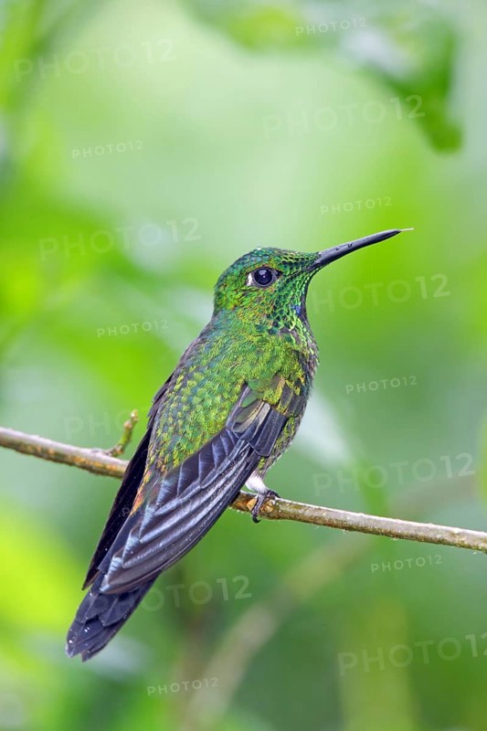 Green-crowned Brilliant Heliodoxa jacula San Jose, COSTA RICA 7 November Adult Male Trochilidae