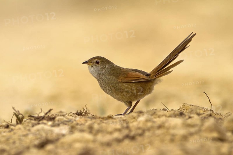 Eastern Bristlebird (Dasyornis brachypterus), New South Wales, Australia