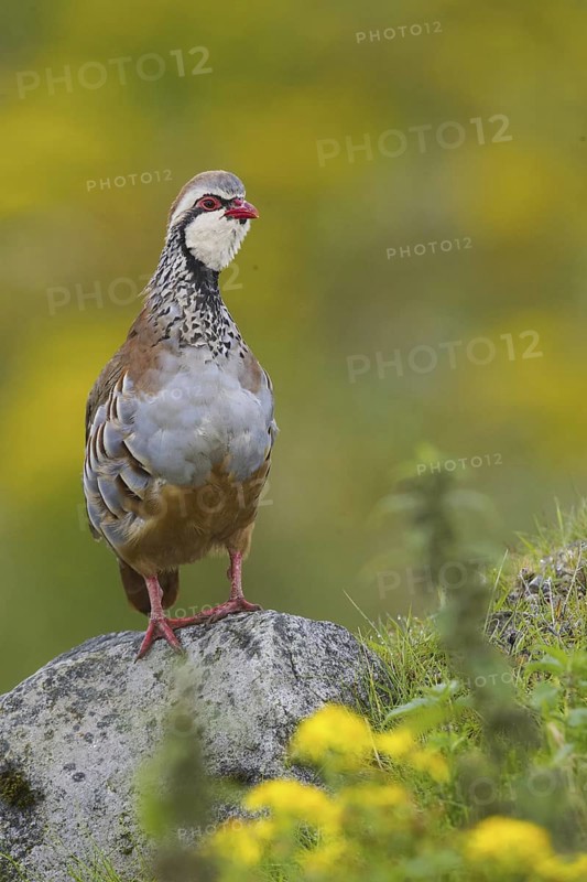 Red-legged Partridge (Alectoris rufa), Yorkshire, United Kingdom
