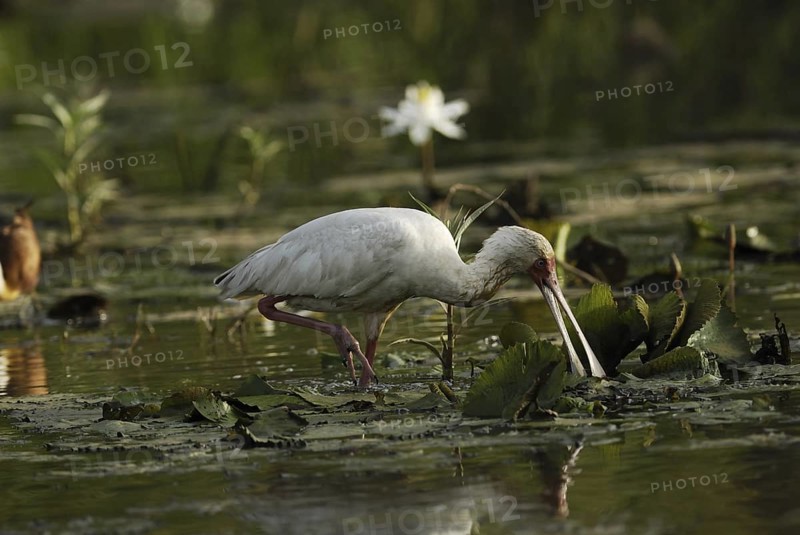 African Spoonbill (Platalea alba), Gambia