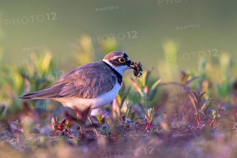 Little Ringed Plover (Charadrius dubius) with a dragonfly larva in its beak, North Rhine-Westphalia, Germany