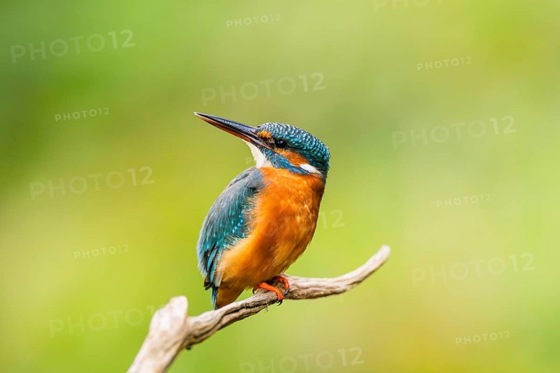 Common kingfisher (Alcedo atthis) sitting on an old wooden branch in late summer, wildife, Bavaria, Germany