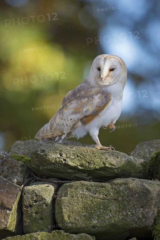 Western Barn Owl (Tyto alba), Lower Saxony, Germany