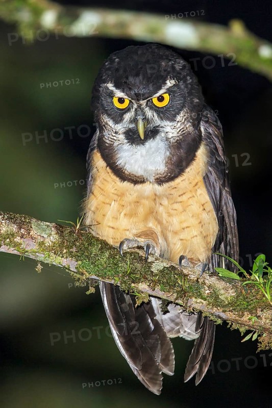 Spectacled Owl (Pulsatrix perspicillata) perched on a branch in Costa Rica