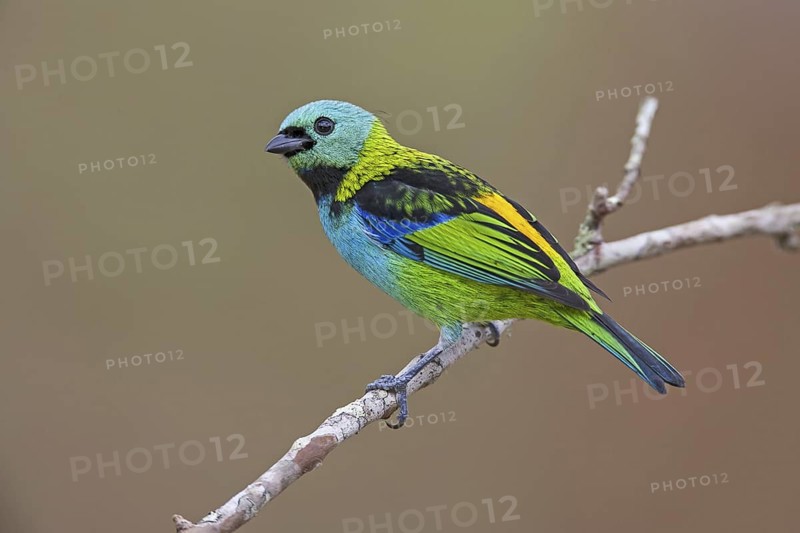 Green-headed Tanager (Tangara seledon)