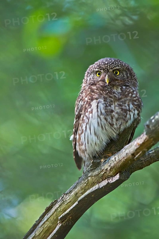 Eurasian Pygmy Owl (Glaucidium passerinum) female perched on a branch, Bavaria, Germany