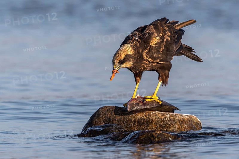 Western Marsh Harrier (Circus aeruginosus) female eating fish, Mecklenburg-Western Pomerania