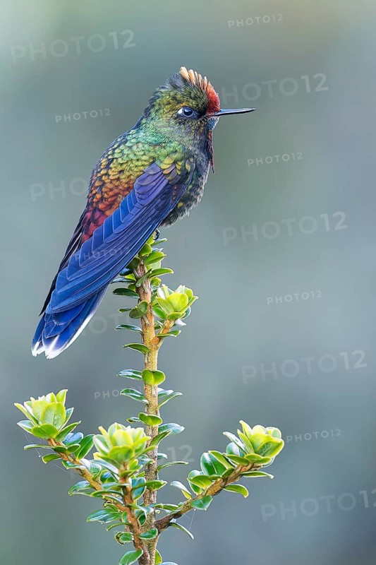 Rainbow-bearded Thornbill (Chalcostigma herrani) perched on a branch in Colombia, South America