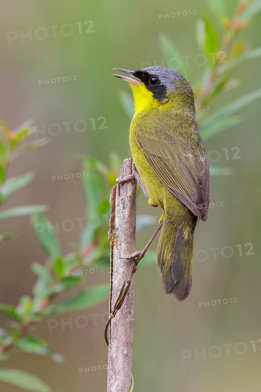 Masked Yellowthroat (Geothlypis aequinoctialis) perched on a branch in the Atlantic rainforest of southeast Brazil