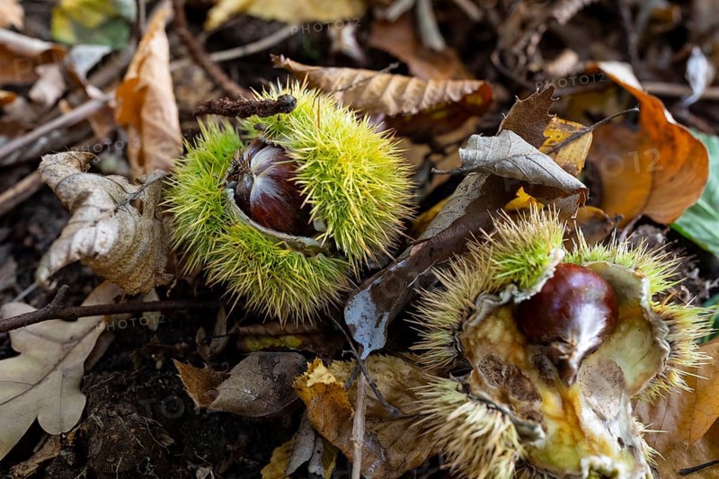 Fruits of the sweet chestnut (Castanea sativa) lying on the forest floor in a spiky fruit cup, Saxony, Germany