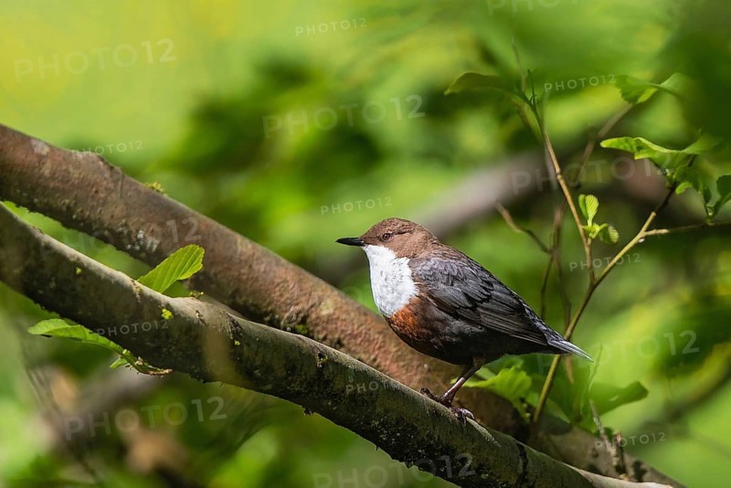 White-throated Dipper (Cinclus cinclus), Bavaria, Germany