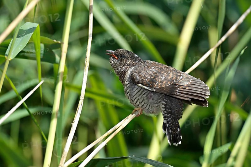 Common Cuckoo (Cuculus canorus) juvenile, Saxony-Anhalt, Germany