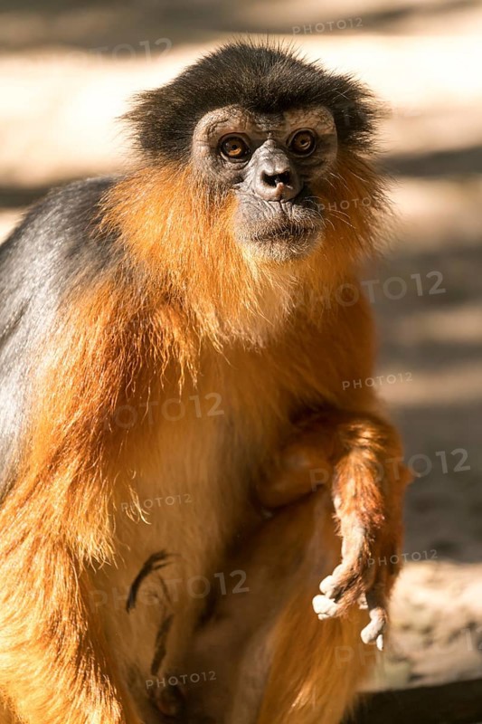 Temminck's red colobus (Piliocolobus temminckii), Bijilo Forest Park, Bijilo, Gambia, West Africa