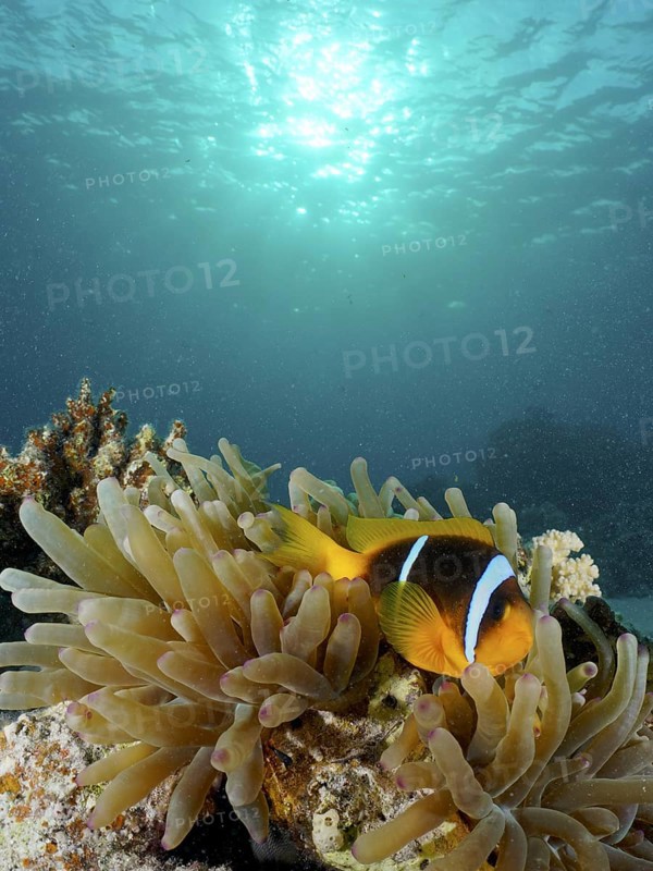 Red sea anemonefish (Amphiprion bicinctus)