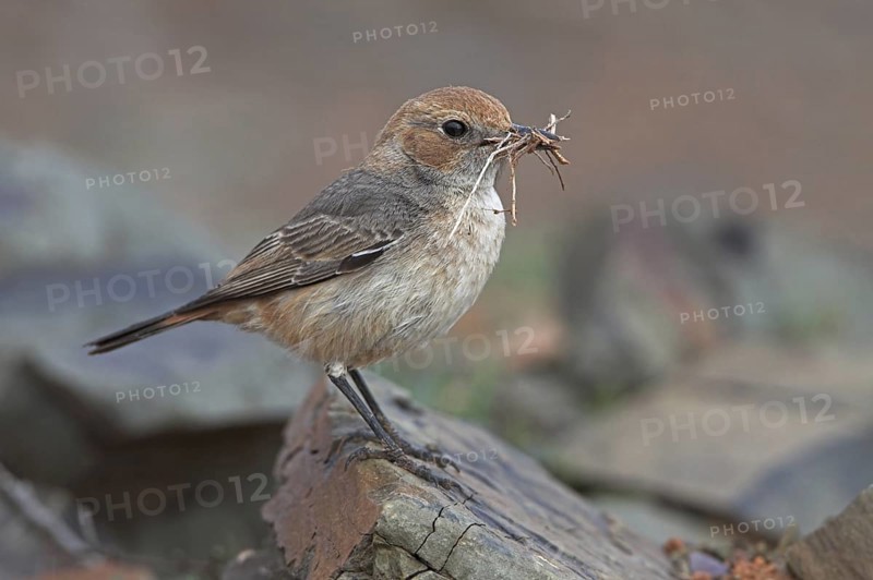 Red-rumped Wheatear (Oenanthe moesta) female, Morocco