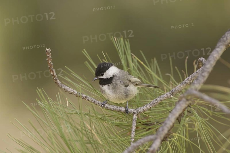 Mexican Chickadee (Poecile sclateri), Arizona, USA
