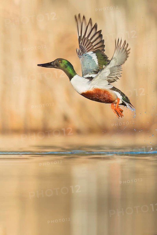Northern Shoveler (Anas clypeata) swimming in a pond in Manitoba, Canada