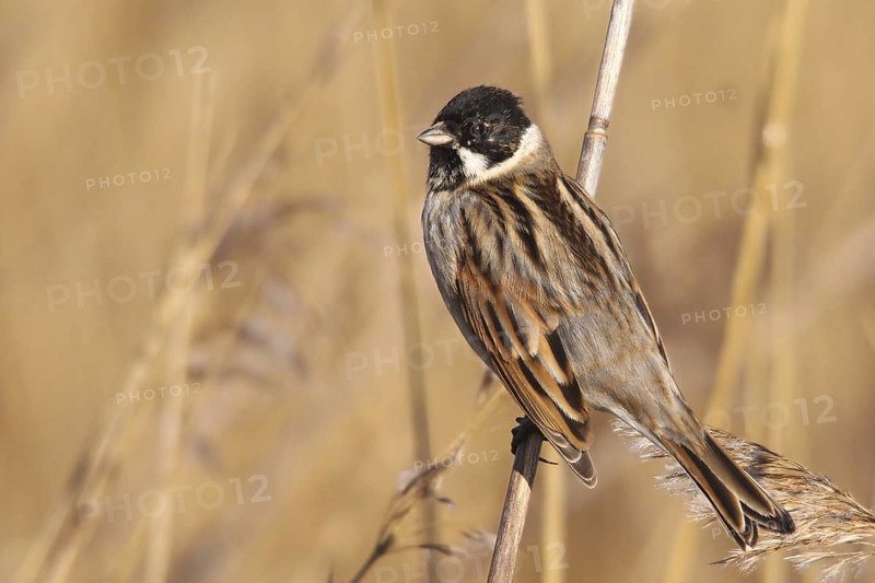 Common Reed Bunting (Emberiza schoeniclus) male, Vila Franca de Xira, Portugal