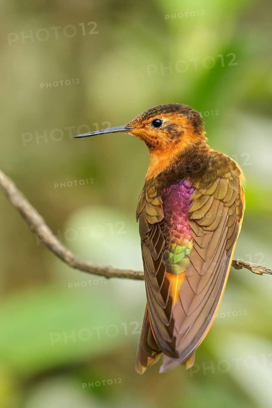 Shining Sunbeam (Aglaeactis cupripennis) perched on a branch in the Andes Mountains of Colombia