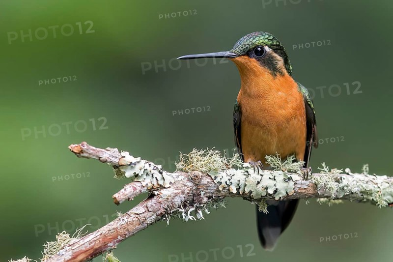 White-throated Mountain-Gem (Lampornis castaneoventris) perched on a branch in Panama