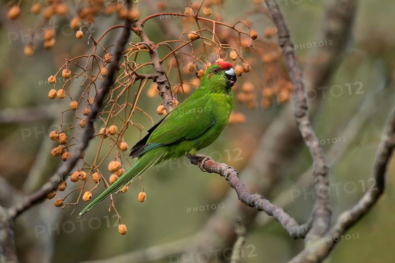 Norfolk Parakeet (Cyanoramphus cookii) feeding on fruits in a tree, Norfolk Island, Australia