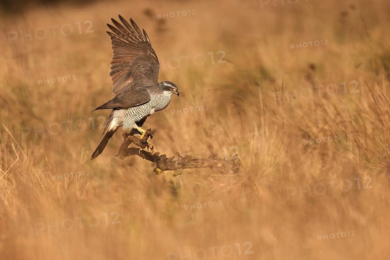 A female Northern Goshawk poised elegantly on a branch in a golden meadow, wings partially spread, showcasing its striking plumage and keen gaze