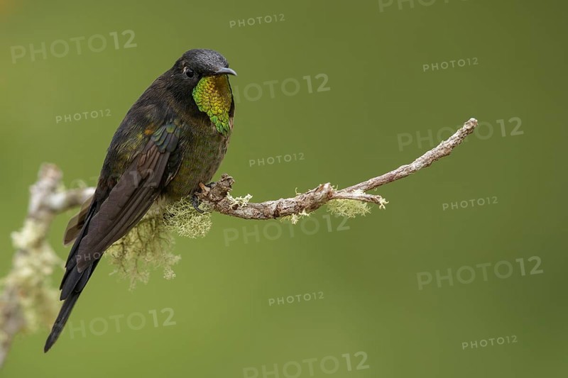 Black-backed Thornbill (Ramphomicron dorsale) perched on a branch in the mountains of Colombia, South America