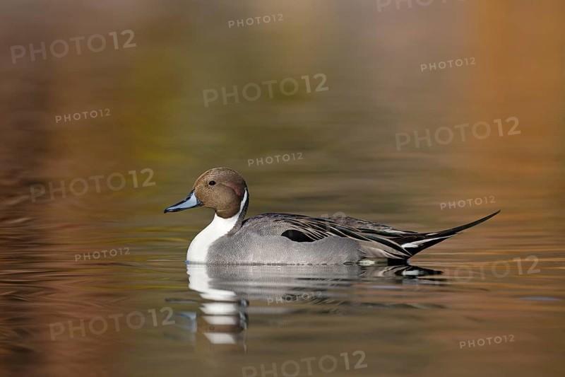 Northern Pintail (Anas acuta) male, Arizona, USA