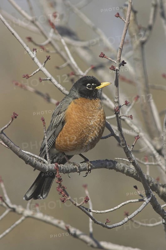 American Robin (Turdus migratorius), Ontario, Canada