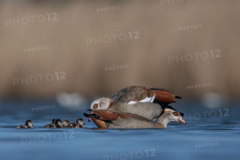 Egyptian Goose (Alopochen aegyptiaca) pair with chicks, Schleswig-Holstein, Germany