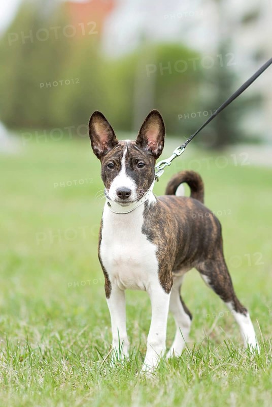 Small basenji puppy enjoy an outdoor walk with his owner, showcasing his playful and curious nature. The lush green background highlights his energetic personality