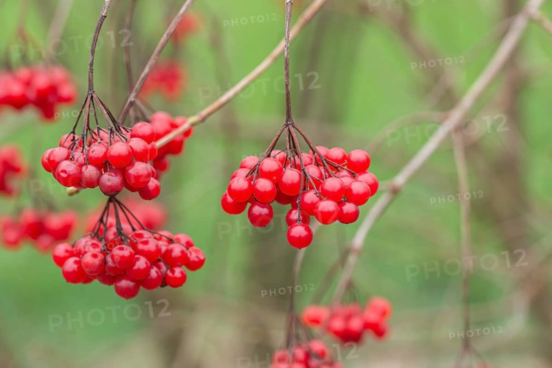 Snowball (Viburnum opulus), Germany