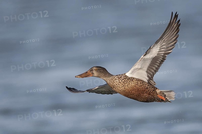 Northern Shoveler (Spatula clypeata) female flying, California, USA