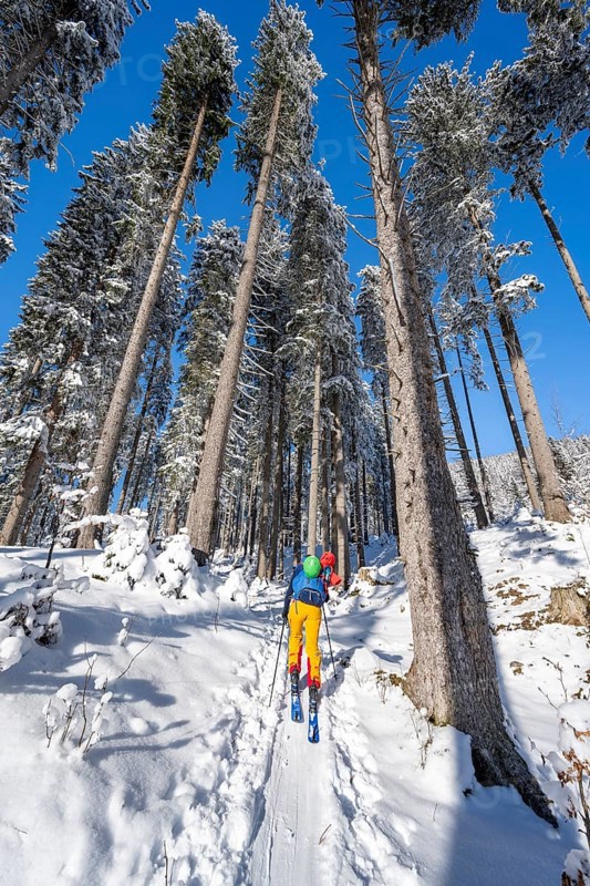 Ski tourer in a snowy winter forest, ascent to the Teufelstättkopf, snowy mountain landscape, Ammergau Alps, Bavaria, Germany