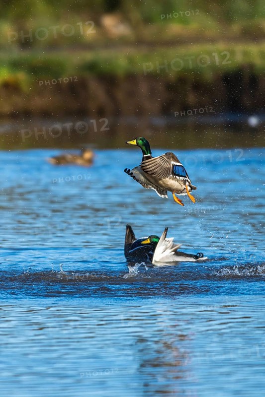 Mallard, Anas platyrhynchos, bird in flight over winter marshes